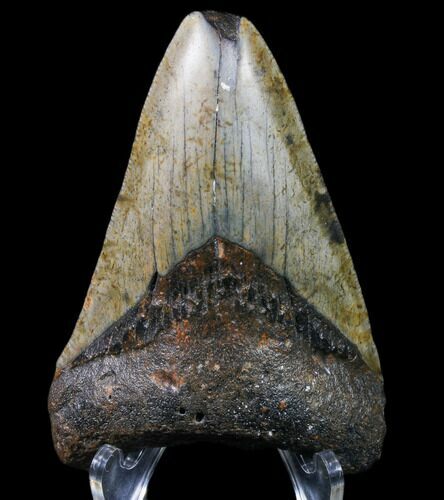 Bargain, Megalodon Tooth - North Carolina #80857